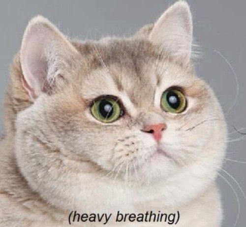 heavy-breathing-cat