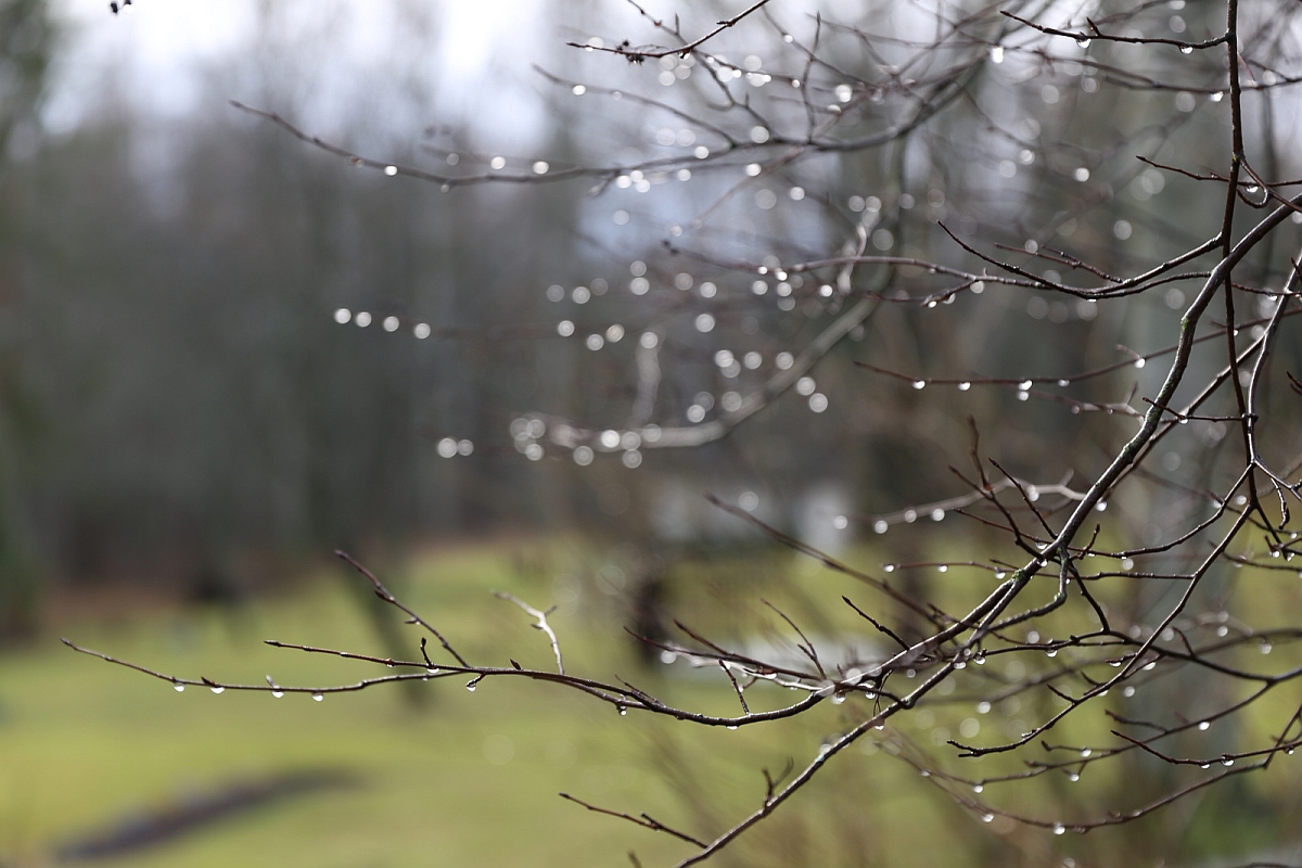 Raindrops are the flowers of November