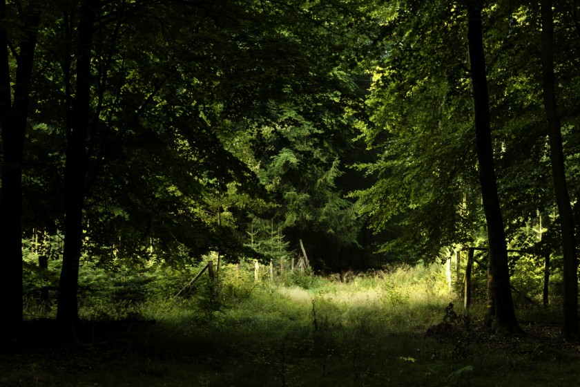Lichtung bei Sonnenaufgang
