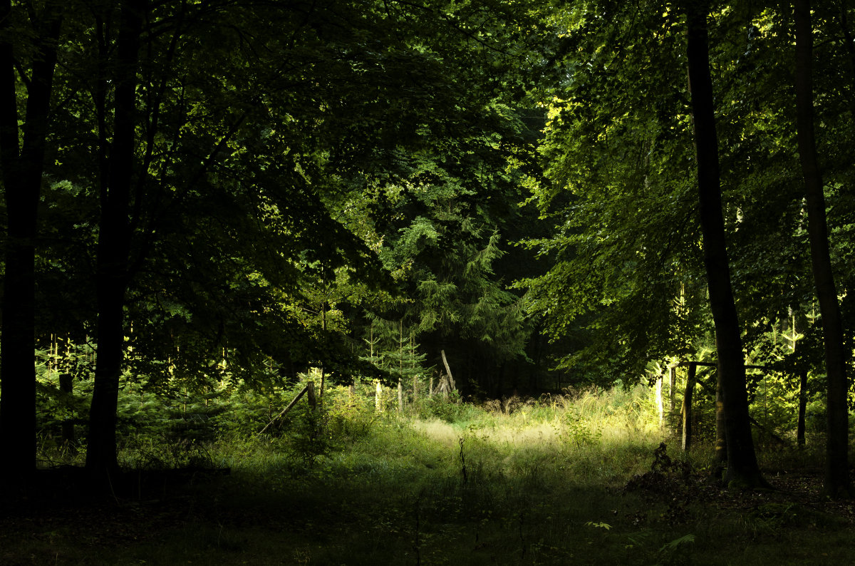 Lichtung bei Sonnenaufgang